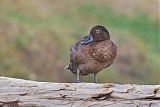 Brown Teal